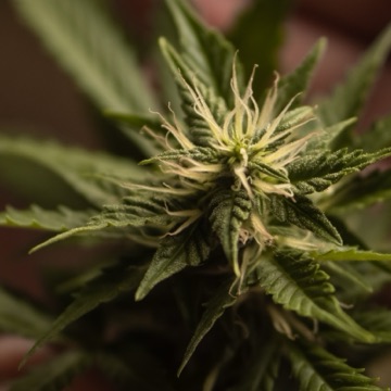 cannabis * weed * marijuana cannabis * weed * marijuana